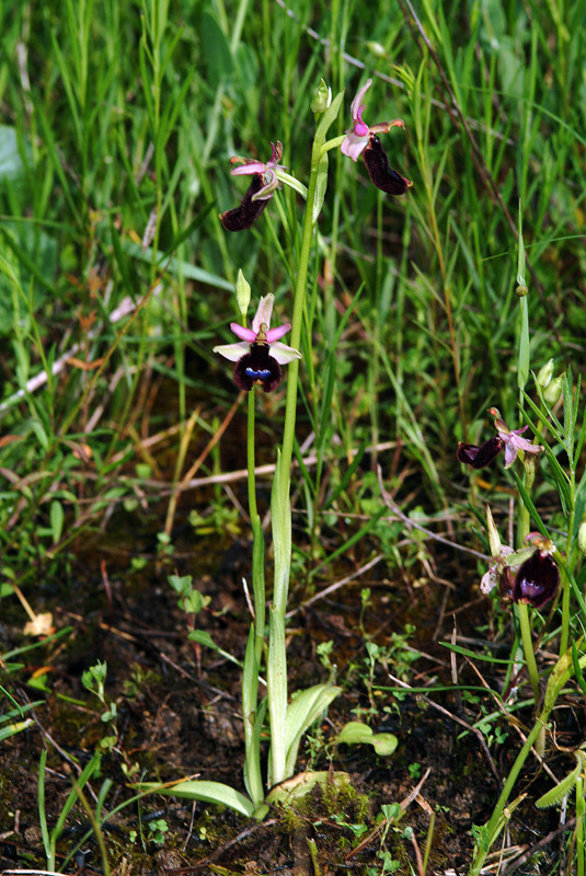 Conferma Ophrys bertolonii subsp. bertolonii 14-05-10